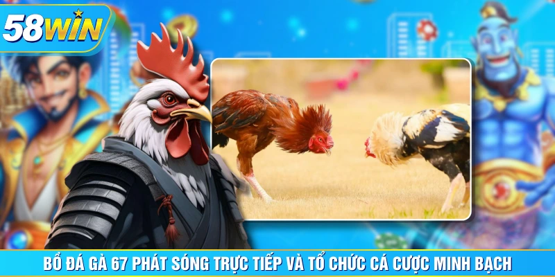 Bồ đá gà 67 phát sóng trực tiếp và tổ chức cá cược minh bạch