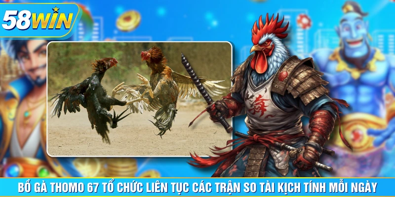 Bồ gà Thomo 67 tổ chức liên tục các trận so tài kịch tính mỗi ngày