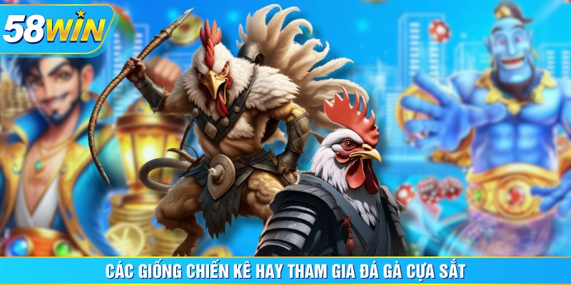 Các giống chiến kê hay tham gia đá gà cựa sắt
