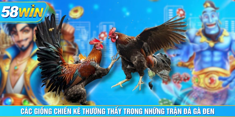 Các giống chiến kê thường thấy trong những trận đá gà đen