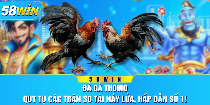 Đá Gà Thomo - Quy Tụ Các Trận So Tài Nảy Lửa, Hấp Dẫn Số 1!