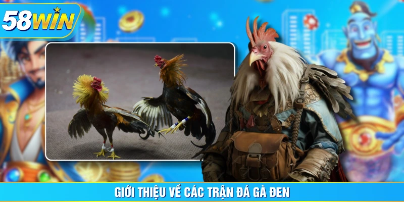 Giới thiệu về các trận đá gà đen