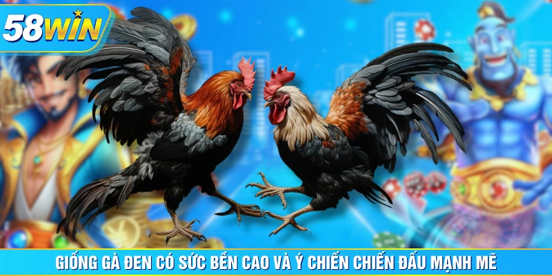 Giống gà đen có sức bền cao và ý chiến chiến đấu mạnh mẽ