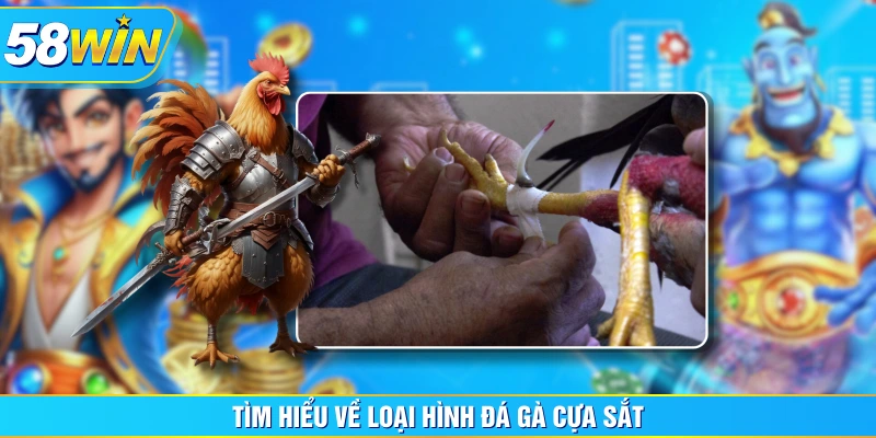 Tìm hiểu về loại hình đá gà cựa sắt