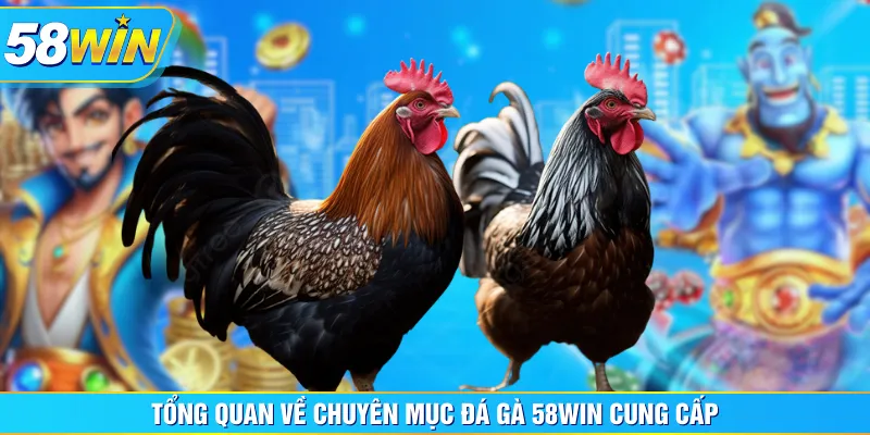 Tổng quan về chuyên mục Đá Gà 58WIN cung cấp