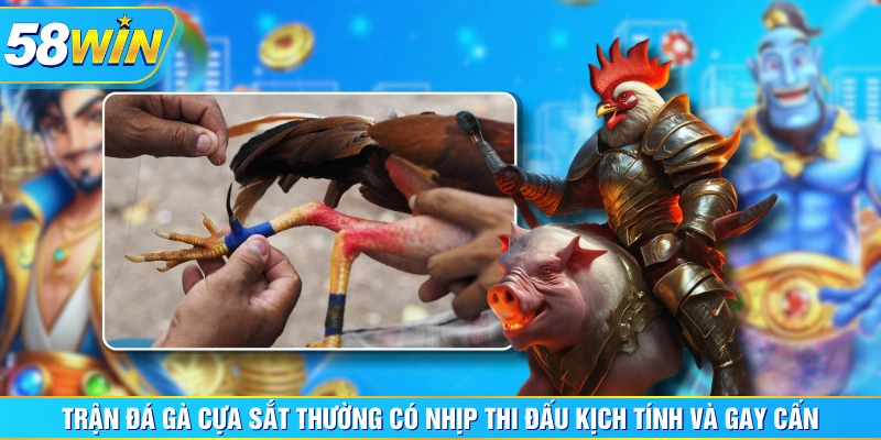 Trận đá gà cựa sắt thường có nhịp thi đấu kịch tính và gay cấn